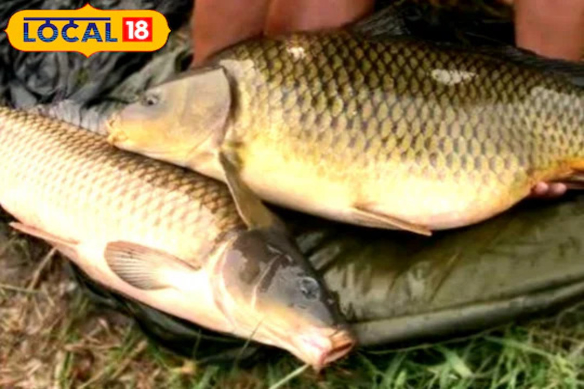 मत्स्यपालन