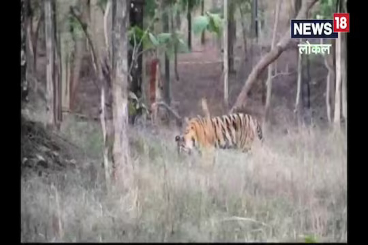 गवत खाताना वाघ