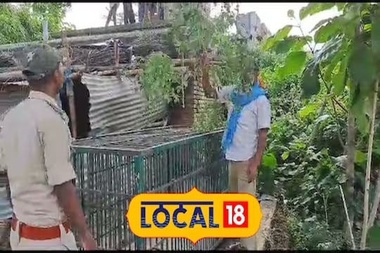 गावात घुसले वाघाचे पिल्लू