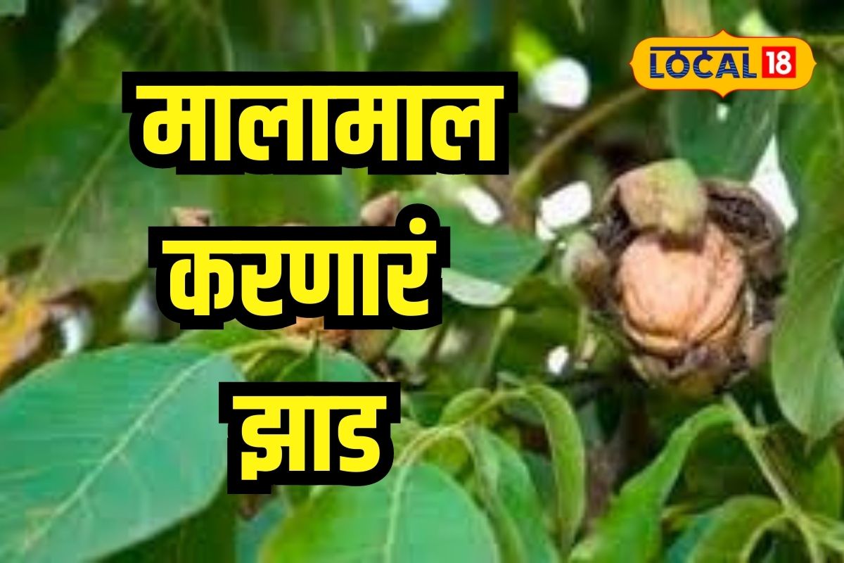 Agriculture News : फक्त एका झाडापासून मिळणार 25 हजारांपर्यंत उत्पन्न, असं कोणतं आहे हे फळ?