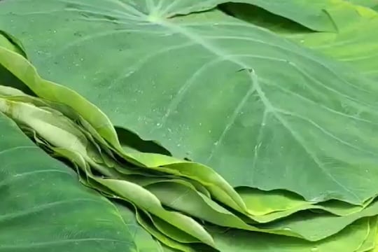 विषारी किटक चावल्यास अळू फुफाट्यात भाजून त्याचा रस प्यावा आणि दंशस्थानी लावावा.