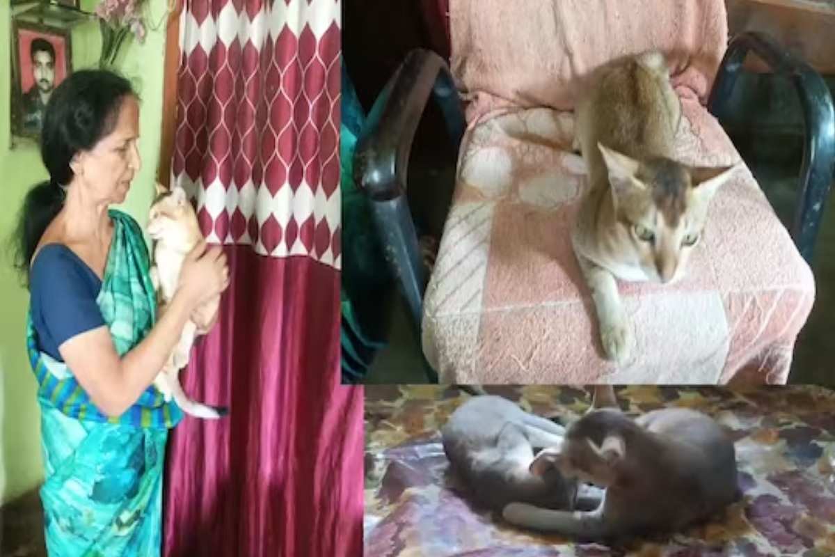 त्या म्हणतात, मांजर, कुत्रा हे इतरांसाठी प्राणी असतील पण माझ्यासाठी देवासमान आहेत.