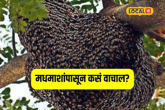 Nagpur News : मधमाशा का हल्ला करतात? जर असं घडलं तर करायचं काय? VIDEO