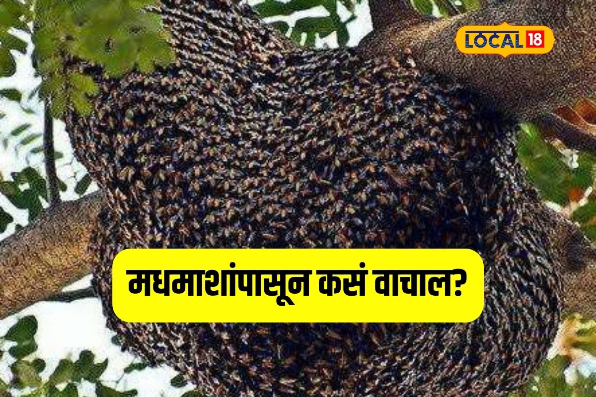 Nagpur News : मधमाशा का हल्ला करतात? जर असं घडलं तर करायचं काय? VIDEO