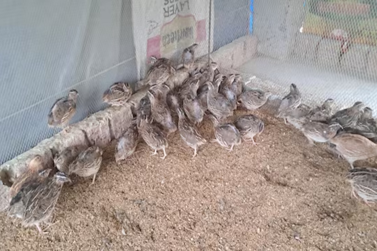 'या' पालनातून शेतकरी 30 ते 40 दिवसांमध्ये लाखोंचा नफा कमवतात.