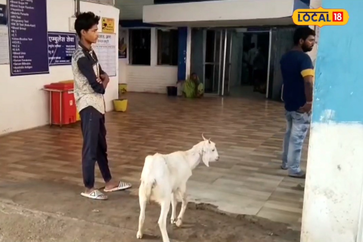 बकरीची तळमळ पाहून डॉक्टरही भारावले. काही रुग्ण हसू लागले.