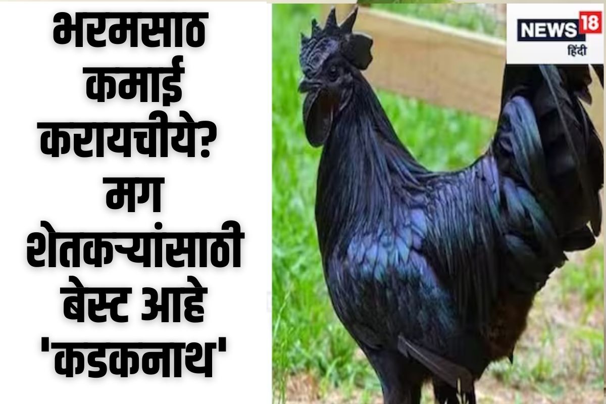 कडकनाथ कोंबड्यांचं पालन कसं करावं?