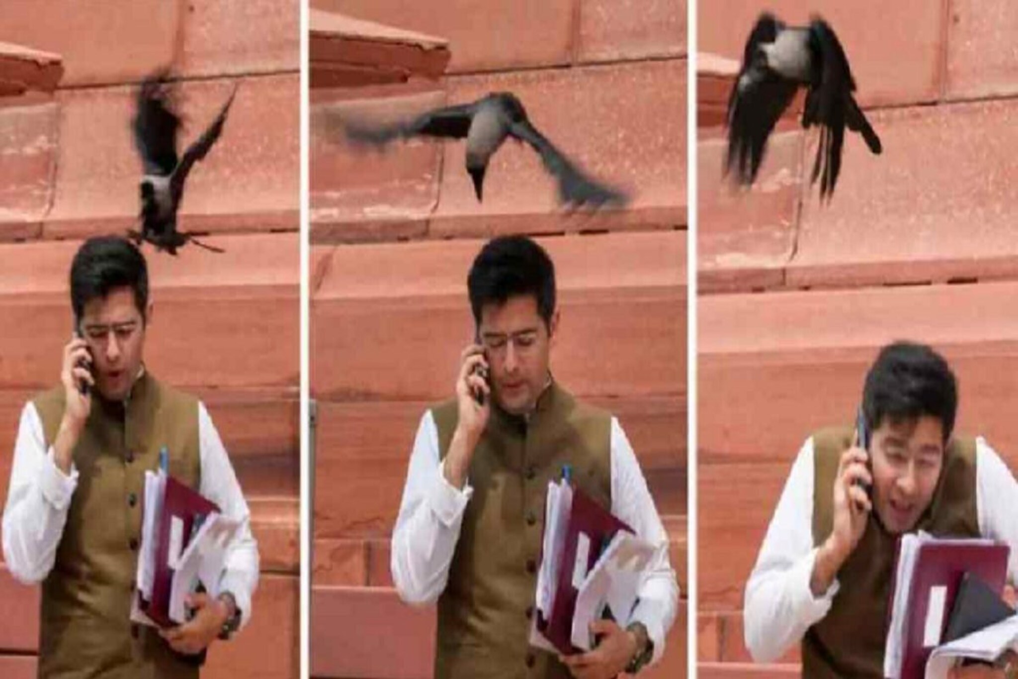 अचानक कावळा चोच मारुन जाण्याचा अर्थ काय? खासदार चढ्ढाशी घडलेल्या प्रकाराचा संकेत