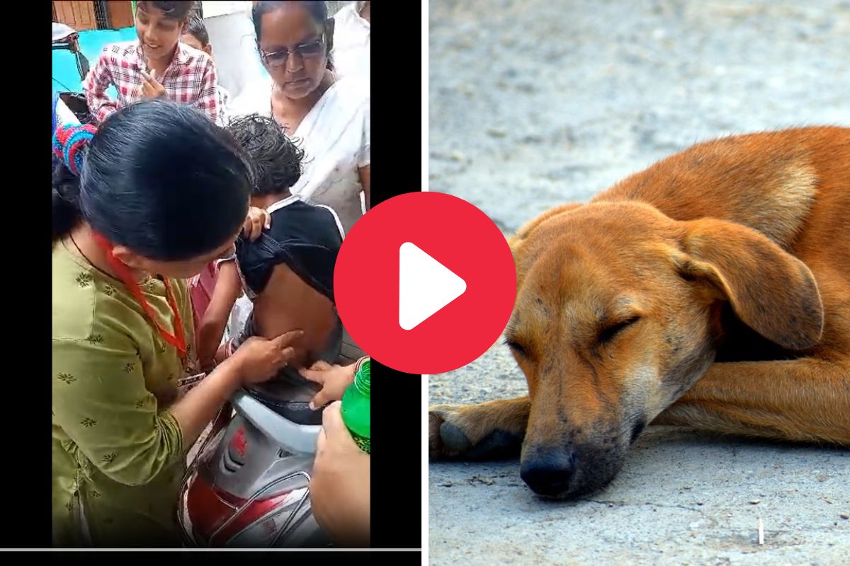 संभाजीनगरमध्ये दोन कुत्र्यांना भर चौकात दिली फाशी