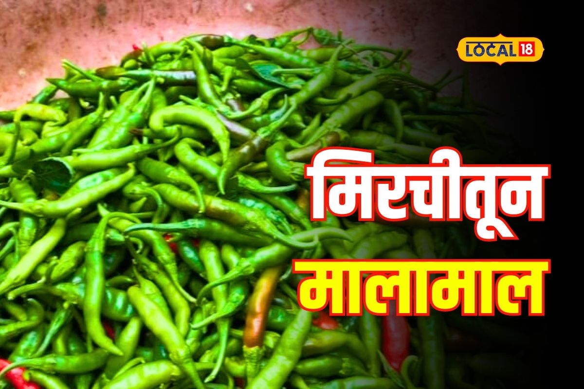 तिखट मिरची झाली गोड! फक्त 30 गुंठे लागवडीतूनच शेतकरी झाला लखपती