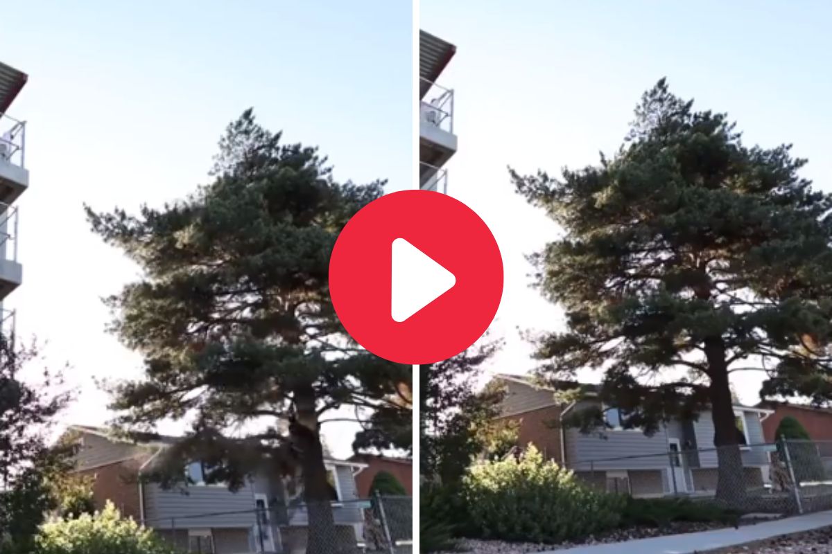 तरुणाचा धक्कादायक स्टंट