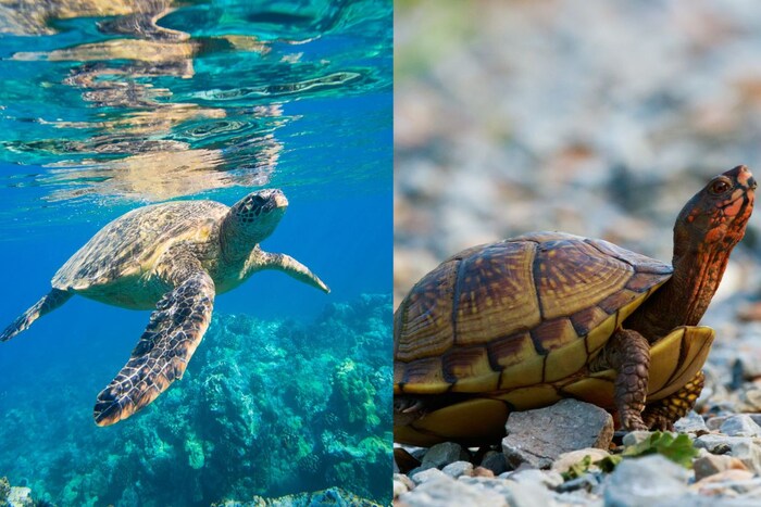 Turtleना पोहण्यासाठी फ्लिपरसारखे किंवा जाळीदार पाय असतात, तर Tortoiseना फोल लेग आणि एलिफंटाइन पाय असतात जे त्यांना फिरण्यास आणि अतिरिक्त वजन उचलण्यास मदत करतात.