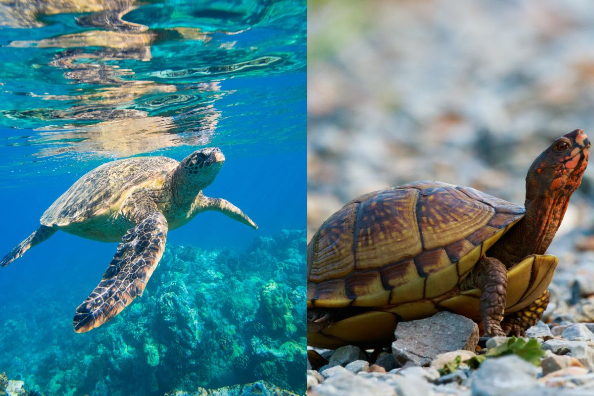 प्रतिकात्मक फोटो