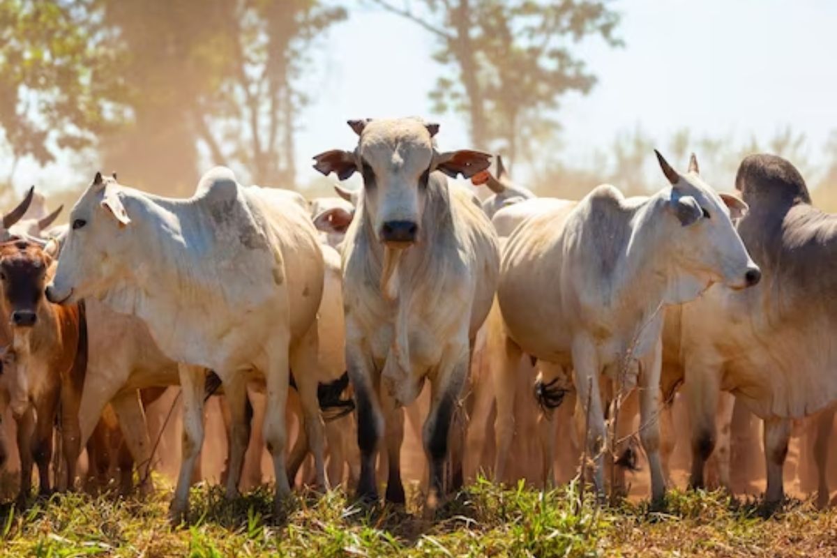 जगातील सर्वात महाग गाय