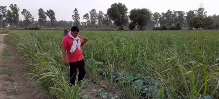 'या नांगराचा वापर करून 5,445 स्क्वेअर फूट ते 6,806.25 स्क्वेअर फूट शेतजमिनीची मशागत करता येते. शेतकऱ्यांच्या शारीरिक तंदुरुस्तीसाठीदेखील हा नांगर चांगला आहे. त्याची एकूण किंमत फक्त 3 हजार रुपये आहे', अशी माहिती दिनेश कुमार यांनी दिली.