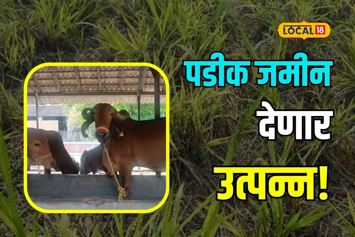 Nagpur News: जनावरांसाठी वैरण लावा आणि सरकारी योजनेचा लाभ मिळवा, अशी आहे योजना