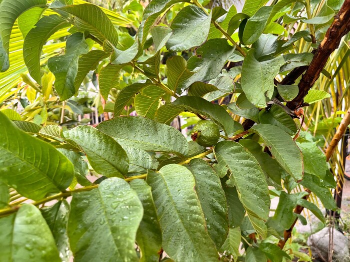 कोरडवाहू शेतकऱ्यांसमोर अनेकदा कुठल्या पिकाची लागवड करावी असा प्रश्न असतो. पाण्याची कमतरता असल्यामुळे जास्त उत्पादन देणाऱ्या पिकांची लागवड ते करू शकत नाहीत. मात्र कमी कालावधीमध्ये जास्त उत्पादन देणाऱ्या फळझाडांची शेती आज अनेक शेतकरी करताना दिसतात. 