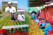 टोमॅटो झाला डॉलरपेक्षा भारी अन् करोडपती झाला पुणेकर शेतकरी!