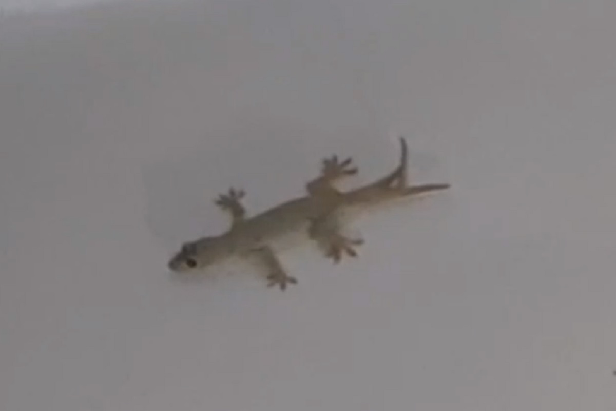 जेव्हा पालीवर हल्ला होतो, तेव्हा ती स्वतःच्या बचावासाठी शेपूट सोडून पळ काढते. काही काळानंतर तिचं शेपूट पुन्हा तयार होतं.