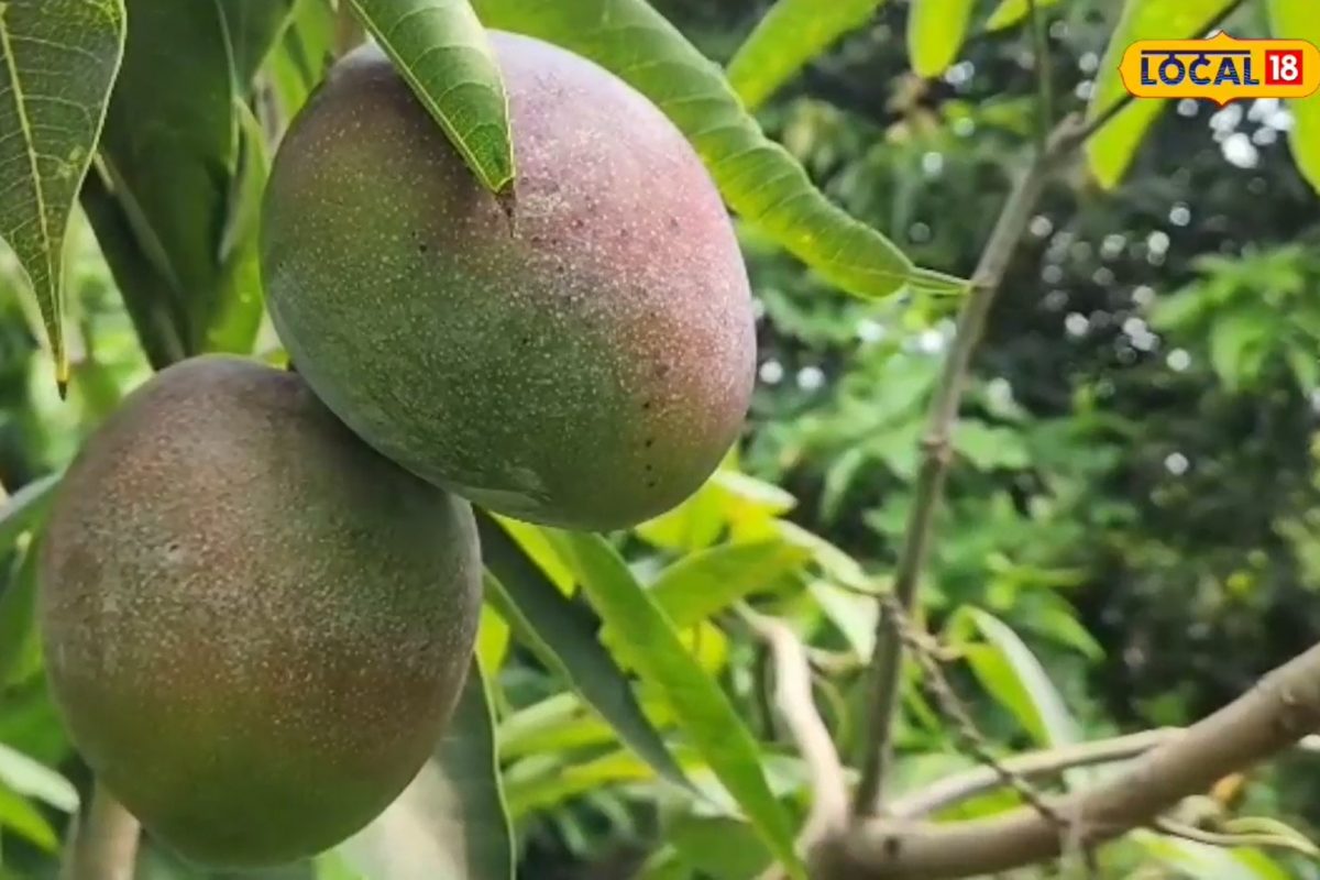 मियाझाकीची बाग पहिल्याच वर्षी 21 आंब्यांनी बहरली.