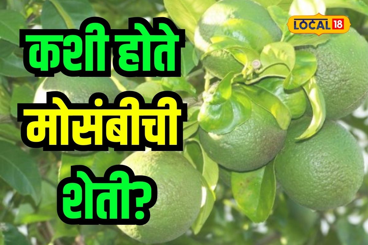 Agriculture News: मोसंबीची शेती खरंच नफा देते का? कसं करायचं नियोजन?
