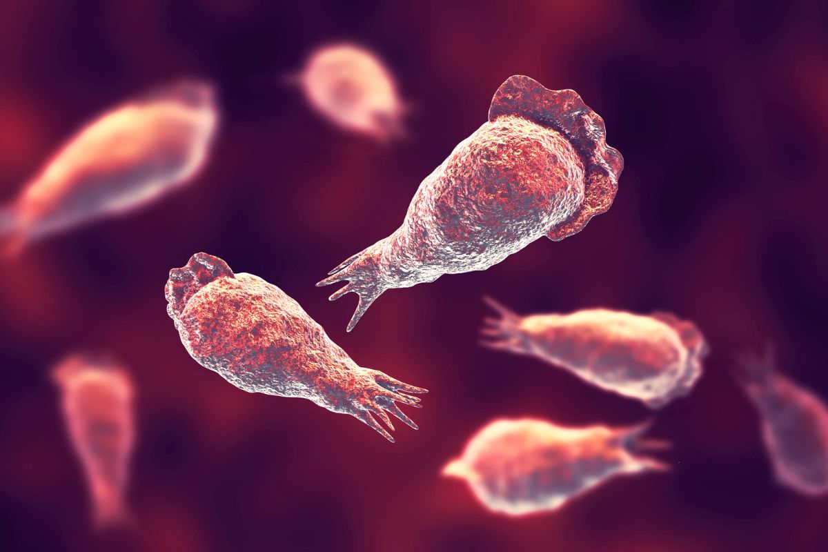 ब्रेन इटिंग अमीबा