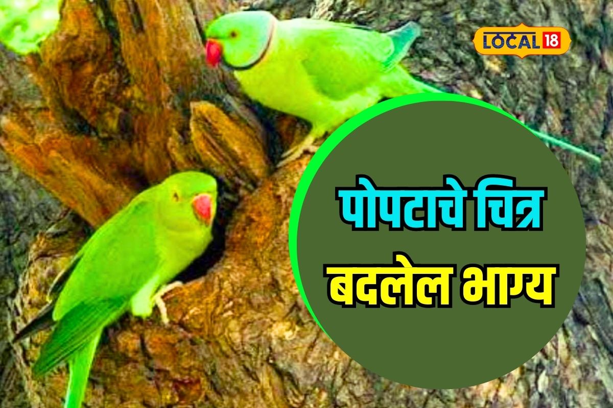घरात लावा पोपटाचा फोटो; होतील मोठे लाभ, विद्यार्थ्यांना मिळेल उत्तर
