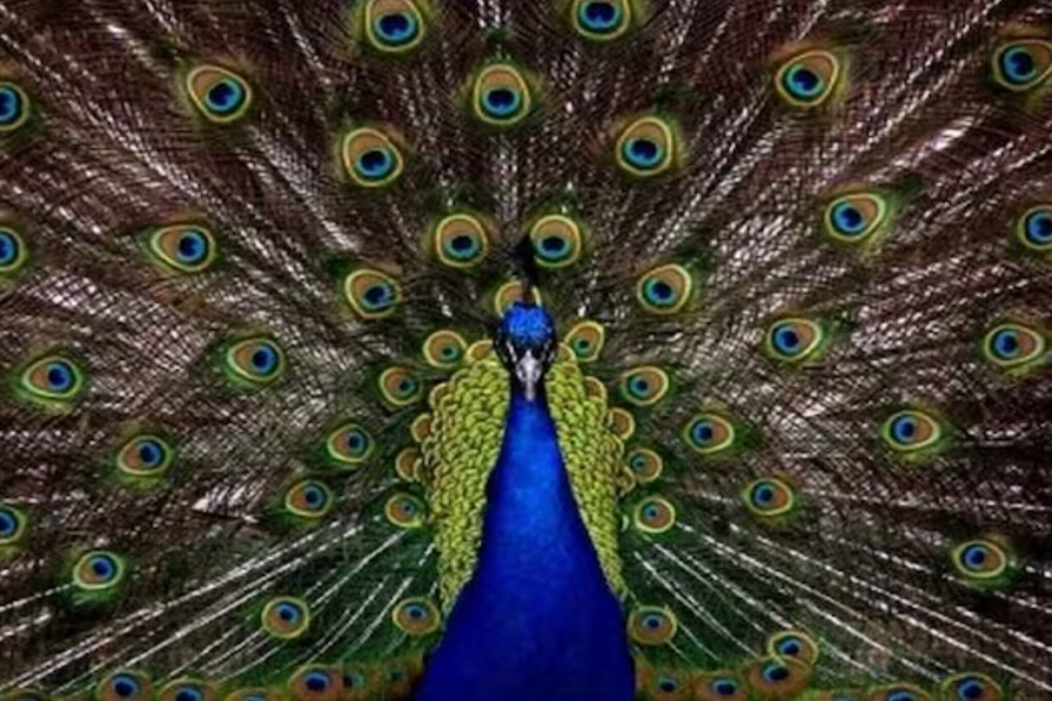 लांडोर आणि पोलिसांची अनोखी मैत्री; लोक म्हणतात, हे तर...