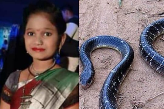 साप चावल्यानं चिमुकलीचा मृत्यू  