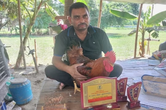 देशी कोंबड्या पालनाच्या तुलनेत सर्वसाधारण कुक्कुटपालन खर्चिक असतं.