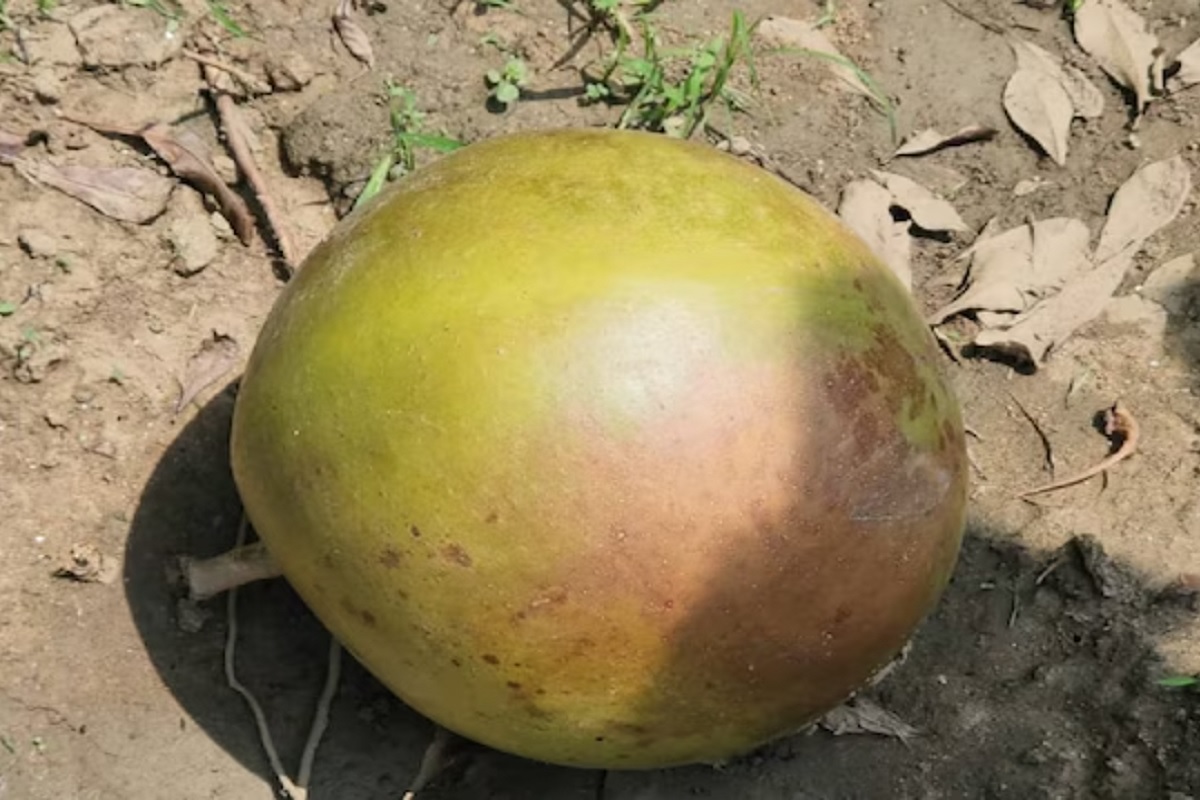 अशा भोपळ्याच्या झाडाला 'कलाबस' म्हणतात.