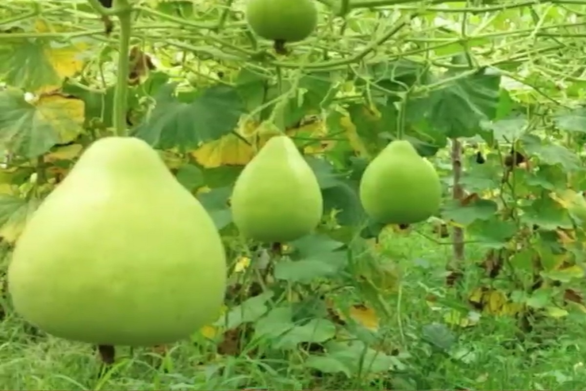 हंगामात 20 रुपयांचा भाव मिळतो, तर हंगाम नसताना 1 भोपळा 30 ते 45 रुपयांना विकला जातो.