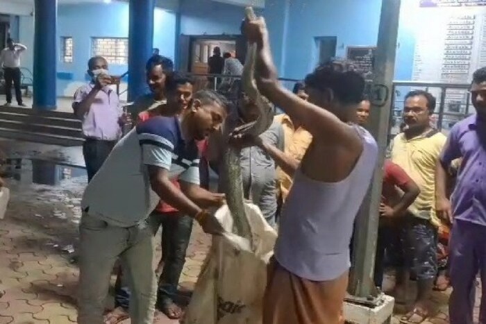 गौतम रॉयशी याबाबत चर्चा केली असता तो म्हणाला, 'गावात वीज नाहीये. त्यामुळे रस्त्यावरून चालताना समोर आलेली गोष्ट काय आहे कळत नाही. कशावर पाय पडला तेही कळत नाही. आम्ही दोघं चालत असताना रस्त्यात अजगर वेटोळा घालून झोपला होता. माझ्या काकांचा पाय नकळत त्याच्यावर पडला. पाय पडताच त्याने त्यांच्या पायाचा ठिकठिकाणी चावा घेतला. काकांना वेळेत रुग्णालयात घेऊन जाणं आवश्यक होतं, शिवाय हा अजगर साधा आहे की विषारी हे मला कळत नव्हतं, म्हणून मी त्याला एका गोणीत भरलं आणि आमच्यासोबत नेलं.