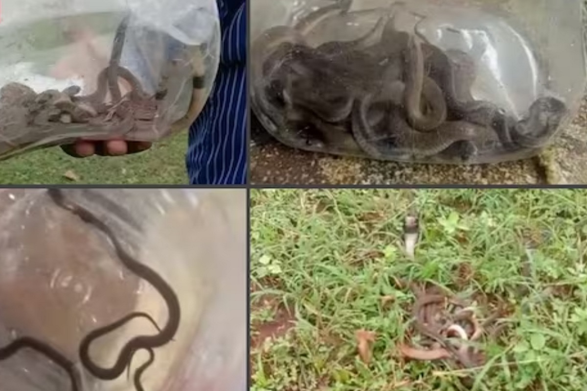 नागाच्या पिल्लांआधी एक 4 फूट लांब नागीण याठिकाणी दिसली होती.