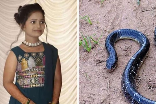  सर्प दंश झाल्याने सारा ठाकूर बारा वर्षीय अल्पवयीन मुलीचा दुर्दैवी मृत्यू झाला होता. 