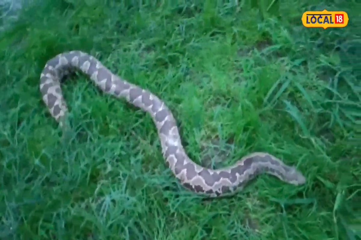 काळ्या जादूसारख्या अंधश्रद्धेच्या प्रकारांमध्ये मांडुळाचा मोठ्या प्रमाणात उपयोग केला जातो.