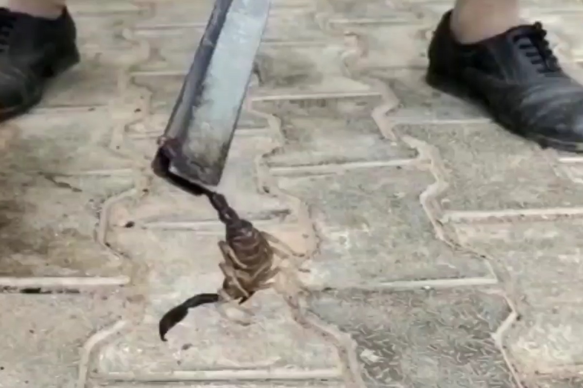 विंचवांपासून वाचण्यासाठी पोलीस 24 तास तयारीत राहतात. चिमटा, बॅटरी आणि एक मडकं सोबत बाळगतात.