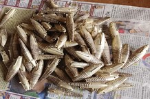 इथं मिळतो तब्बल 2 लाखांना एक मासा! जगभरात होते निर्यात, Photos