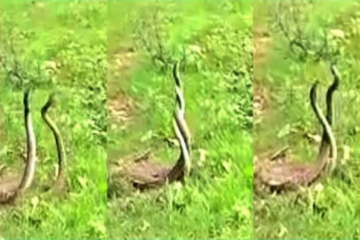 दोन सापांना वेटोळा घालून वळवळताना पाहून अनेकांनी किळस व्यक्त केली आहे.