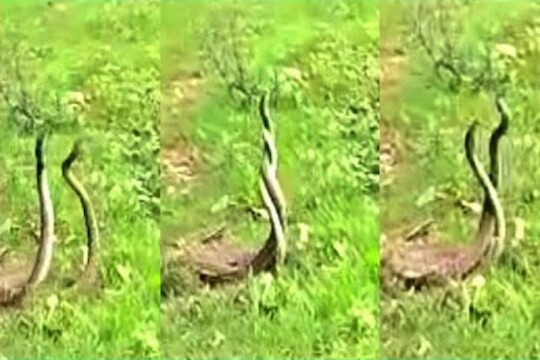 दोन सापांना वेटोळा घालून वळवळताना पाहून अनेकांनी किळस व्यक्त केली आहे.