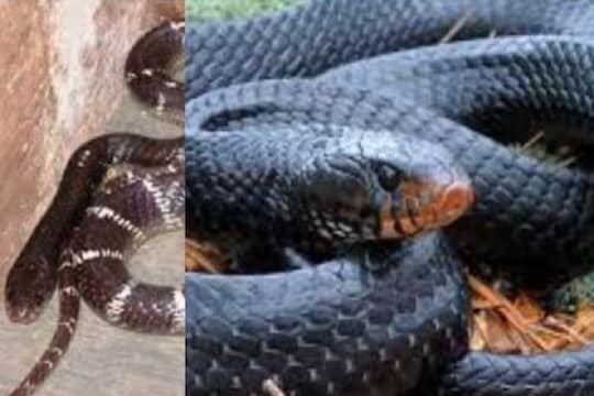 कॉमन क्रेट, रसेल व्हायपर आणि नाग या सापांच्या विषारी प्रजाती आहेत.