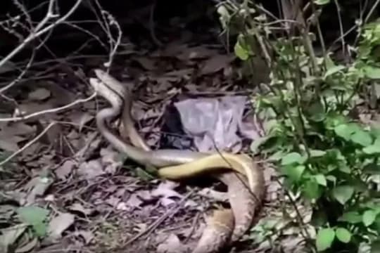 साप अतिशय संतापलेले असताना त्यांची अशी झुंबड पाहणं लोकांच्या जीवावर बेतू शकतं.