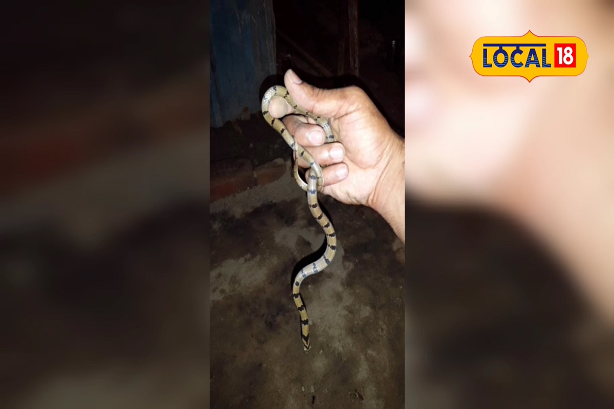 काही लोक साप दिसताच त्याला फोनमध्ये कैद करतात. जे त्यांच्या जीवावरही बेतू शकतं.