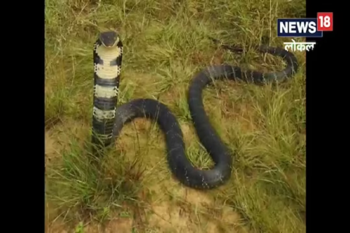 सापांमध्ये हिमोटॉक्सिक, न्यूरोटॉक्सिक आणि मायोटॉक्सिक असे तीन प्रकारचे विष असतात.