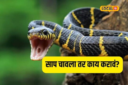 Snake Bite : साप चावल्यावर घाबरु नका, ‘या’ उपचारानंतर वाचेल तुमचा जीव, Video
