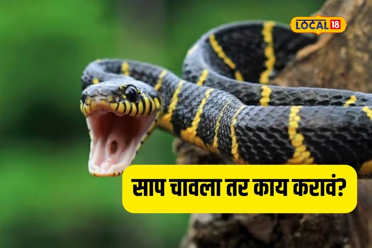 Snake Bite : साप चावल्यावर घाबरु नका, ‘या’ उपचारानंतर वाचेल तुमचा जीव, Video