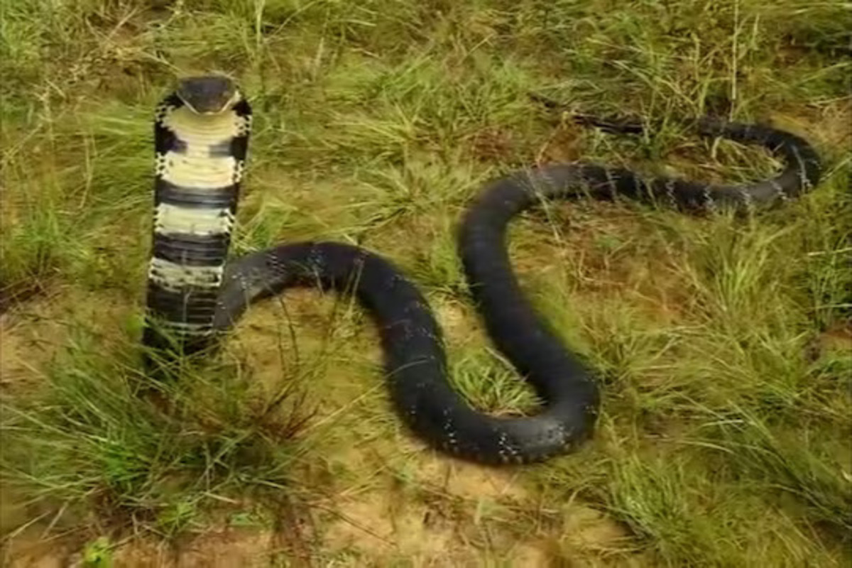 प्रतिकात्मक फोटो