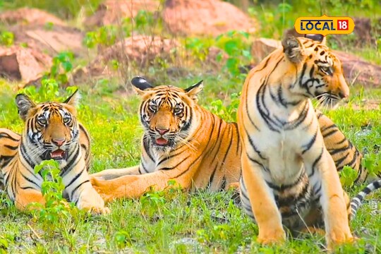 बबली वाघीण आणि तिच्या बछड्यांची धमाल मस्ती, ताडोबातील वाघांचा पाहा Video