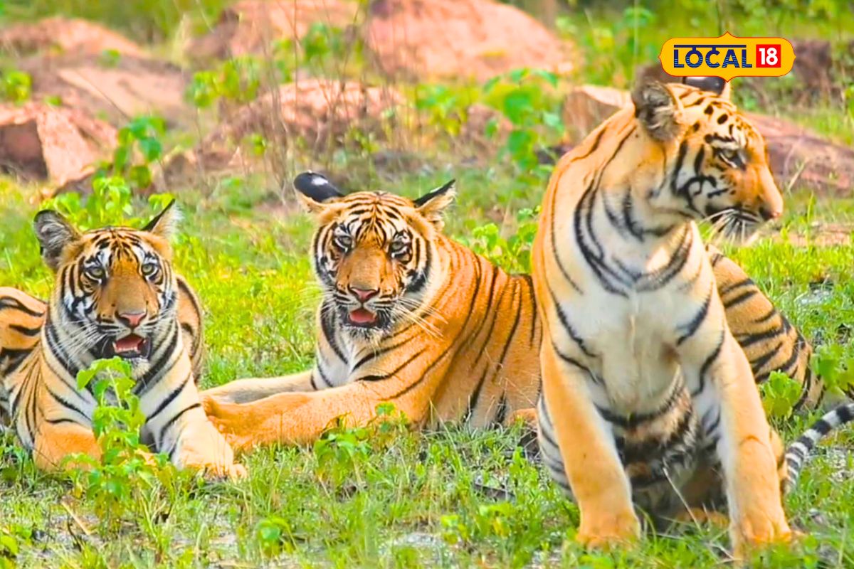 बबली वाघीण आणि तिच्या बछड्यांची धमाल मस्ती, ताडोबातील वाघांचा पाहा Video