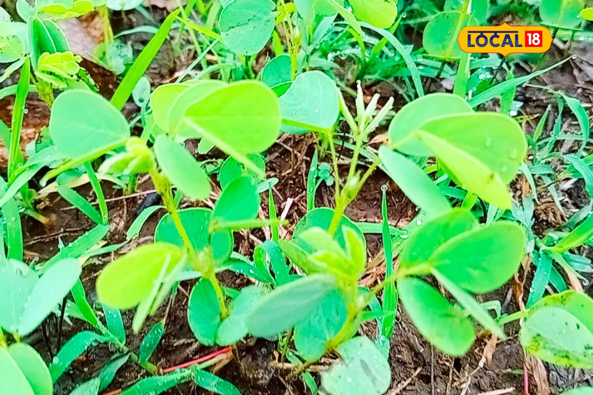 ही रानभाजी औषधी आहे.